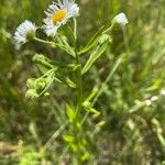 Erigeron annuusFlor