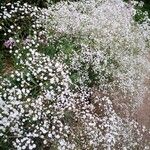 Gypsophila paniculata Alkat (teljes növény)