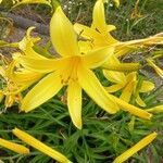 Hemerocallis forrestii Flor