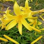 Hemerocallis forrestii Blüte