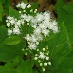 Ageratina altissima Çiçek