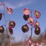 Thysanocarpus radians Frutto