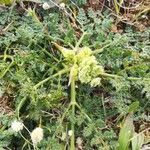 Lomatium dasycarpum Foglia