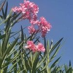 Nerium oleander Flor