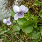 Viola palustris 樹皮