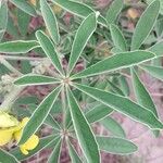 Crotalaria grahamiana Hoja