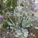 Lavandula pedunculata Hábitos