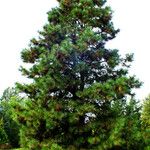 Pinus hartwegii Характер