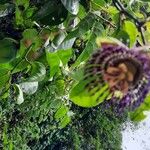 Passiflora laurifolia Цвят