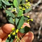 Berberis pruinosa 葉