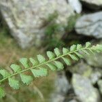 Asplenium viride Yaprak