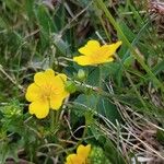 Potentilla aurea Fleur