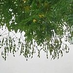 Styphnolobium japonicumMeyve