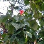 Hibiscus elatus List