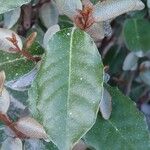 Elaeagnus × submacrophylla Hoja