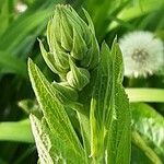 Digitalis thapsi 花