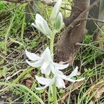 Ornithogalum nutansBloem