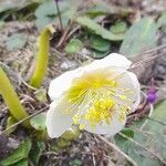 Helleborus nigerЦвят