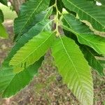 Quercus acutissima Feuille