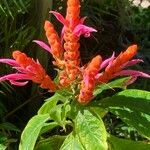 Aphelandra sinclairiana Flower