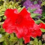 Rhododendron neriiflorum Flor