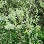 Salix lapponum Leaf