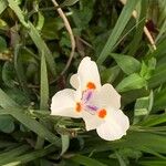 Dietes bicolor Virág