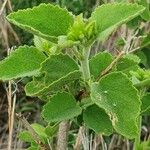 Hibiscus flavifolius Blatt