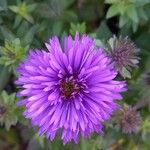 Symphyotrichum novae-angliae Blüte