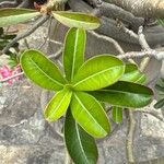 Adenium obesum Leaf