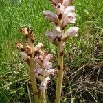 Orobanche caryophyllacea Habit