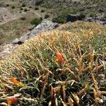 Anarthrophyllum strigulipetalum Bloem