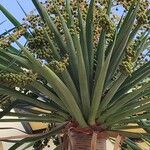 Dracaena draco Fruit