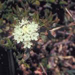 Rhododendron columbianum Flor