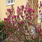 Magnolia liliiflora Buveinė