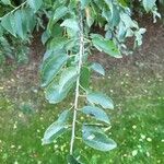 Prunus mahaleb Leaf