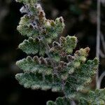 Cosentinia vellea Mbuma