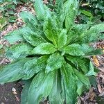 Echium hierrense Leaf
