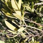Osyris lanceolata Leaf