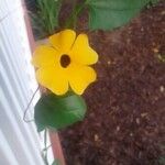 Thunbergia alataFlower