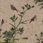 Linaria pedunculata Altul/Alta