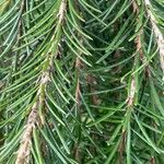 Picea breweriana Folha