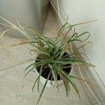 Carex morrowii Hostoa