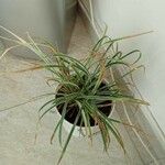 Carex morrowii पत्ता