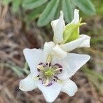 Calochortus lyallii Λουλούδι