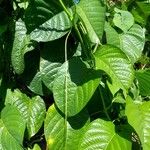 Passiflora quadrangularis Blatt