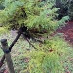 Cryptomeria japonica 葉