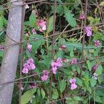 Impatiens glanduliferaVirág