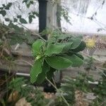 Euphorbia hofstaetteri