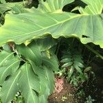 Philodendron giganteum Leaf